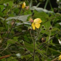 Abutilon persicum (Burm.f.) Merr.